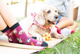 Kids Cute Dogs Socks Orchid Erebus