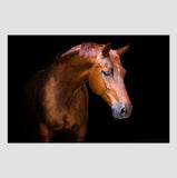 Nobility Acrylic Horse Print Wall Art Coral Rosemary