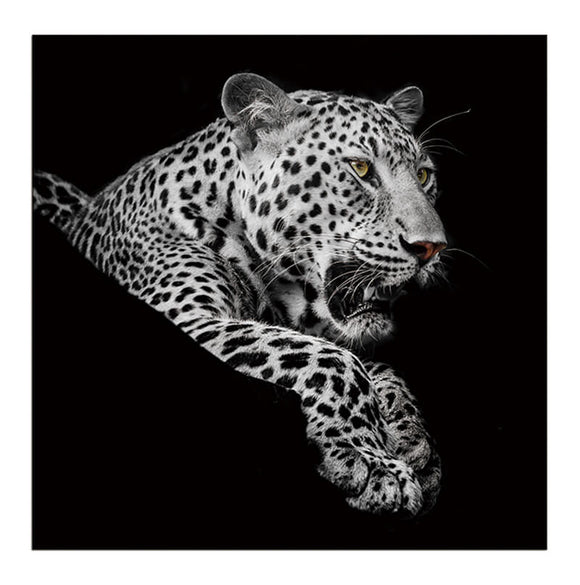 Leopard in Black and White Acrylic Print Unframed Wall Art