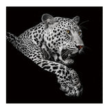 Leopard in Black and White Acrylic Print Unframed Wall Art