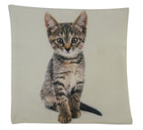 Cat | Calico Cat | Cat Pillow | Cute Cat | Cat Gifts | Cat Decor | Cat Maroon Abderus